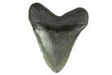 3.62" Fossil Megalodon Tooth - South Carolina - #130830-1